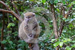 Funny bamboo lemurs on a tree branch watch the visitors