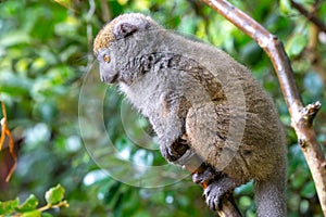 Funny bamboo lemurs on a tree branch watch the visitors