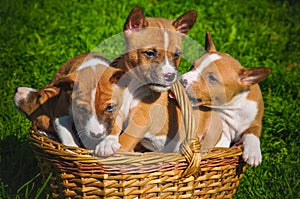 Funny Basenji dogs puppy in the basket on green grass
