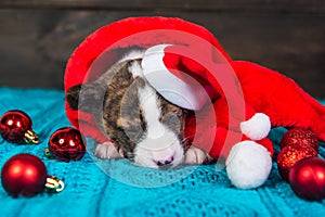 Funny Basenji puppy dog in santa hat and red balls