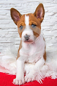 Funny Basenji puppy dog is sitting in white feathers