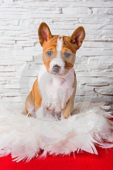 Funny Basenji puppy dog is sitting in white feathers