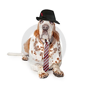 Funny Basset Hound Businessman