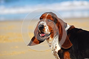 Funny Basset hound dog portrait