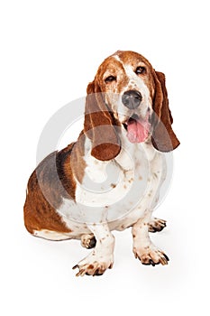 Funny Basset Hound Dog Winking