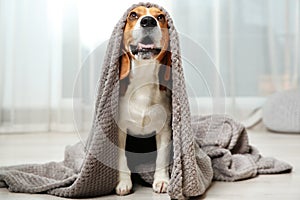 Funny beagle dog with blanket