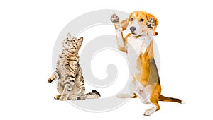 Funny Beagle dog and cat Scottish Straight