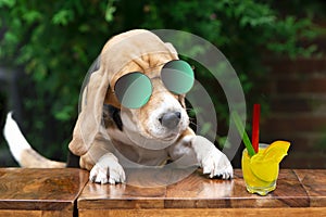 Funny beagle dog celebrating birthday with cocktail