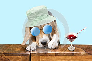 Funny beagle dog celebrating birthday with cocktail