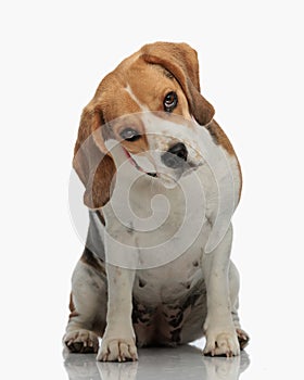 funny beagle dog with collar sitting and looking forward with judgemental eyes photo