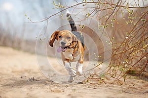 Funny beagle dog running