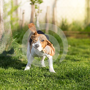 Funny Beagle dog shaking