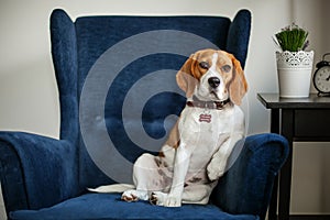 Funny beagle dog sitting in the chair like a boss