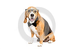 Funny beagle dog sitting in eyeglasses and bow tie