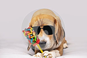 funny beagle dog in sunglasses holds colorful candy