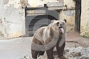 Funny bear in the zoo