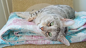 Funny beautiful Bengal cat lying in his crib. Silver spotted kitten stock photo. photo