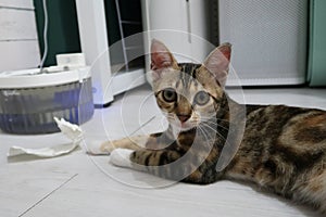Funny beautiful Bengal cat playing in the house on the floor with a toy. Cute cat playing with toy at home