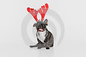 Funny beautiful black dog, French bulldog in holiday toy antlers isolated over white studio background. Animal, vet