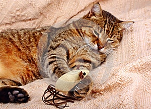 Funny, beautiful cat playing with the mouse