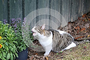 Funny beautiful cat is sitting in the garden and eating fresh catmint