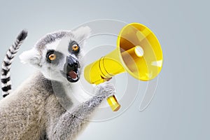 Funny beautiful lemur is holding a yellow loudspeaker and screaming on a neutral background. Attracting attention and marketing,