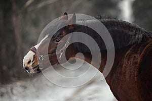 Funny beautiful old mare horse in halter with long mane in snowy forest in daytime