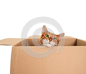Funny beautiful playful striped ginger purebred bengal cat look from carton box on white background.Cute pet hiding or