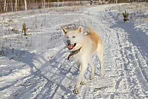 Funny beautiful redhead smiling Japanese Akita Inu dog runs along a rustic snowy road in winter on a sunny warm day.