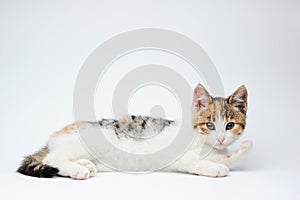 Funny beautiful small kitty cat lying relaxing on white background with copyspace above