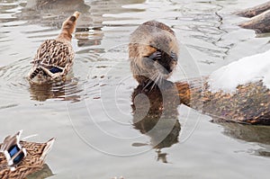 Funny beaver