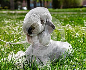 Funny Bedlington Terrier. A dog that looks like a sheep