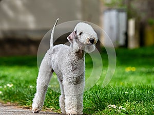 Funny Bedlington Terrier. A dog that looks like a sheep