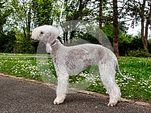 Funny Bedlington Terrier. A dog that looks like a sheep