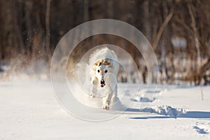 Funny beige Russian borzoi dog running on the snow in the winter field