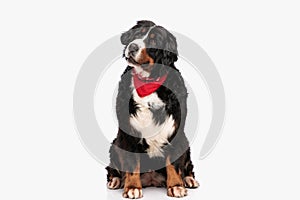 funny berna shepherd dog with red bandana looking away photo
