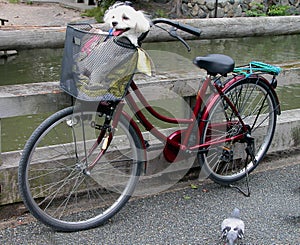 Funny bicycle