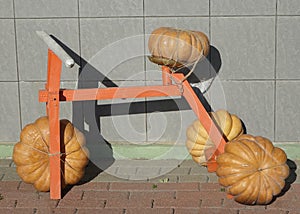 Funny bike made of several pumpkins