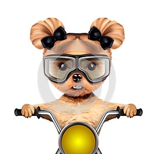 Funny biker dog sitting on a chopper. photo