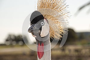 Funny bird - Black crowned crane