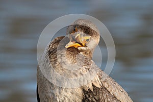 Funny Bird - Cormorant Close Up with an Open Beak