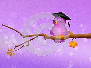 Funny bird graduate