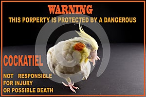 Funny Bird Memes, cute dangerous pet warnings