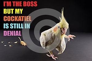 Funny bird memes, I\'m the boss but my cockatiel is still in denial, cute cockatiels