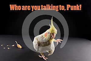 Funny bird memes, quote Who are you talking to, punk. Cute Lutino Yellow Cockatiel.