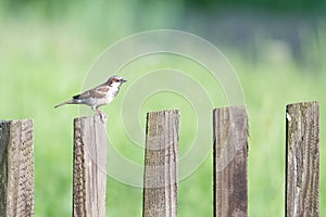 Funny bird sparrow