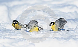 Funny birds bright Tits fight widely waving their wings in the white snow in the winter garden