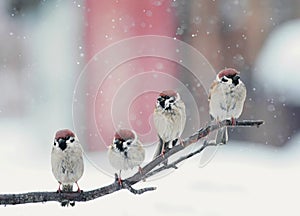 Funny birds sitting on a branch in the snow on Christmas day
