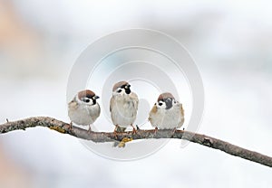 funny birds Sparrow sitting on a branch in winter