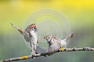 funny birds sparrows on a branch in a sunny spring garden flapping their wings and beaks